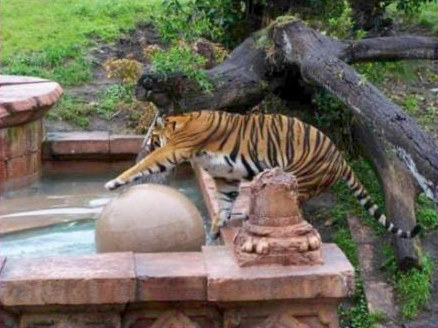 Tiger at Disney's Animal Kingdom — private Disney VIP tour at Walt Disney World Orlando